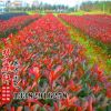 紅葉石楠 紅葉石楠球 紅葉石楠樹(shù) 規(guī)格齊全 美化庭院