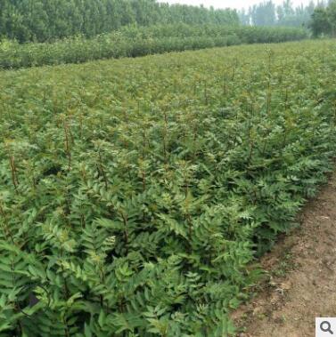 適宜南北氣候花椒苗 抗寒抗旱產量高價格好優選大紅袍