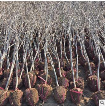 紫藤花樹苗 紫藤蘿盆栽紫藤花苗紫藤苗 庭院圍墻四季種植紫藤樹苗