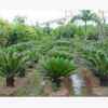 福建 鐵樹 蘇鐵 基地直銷 各種規格 品種齊全