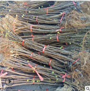 扦插無花果苗種植基地 波姬紅無花果苗種植基地