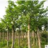 批發優質樸樹樹苗 基地直供 樸樹小苗 工程園林綠化苗木