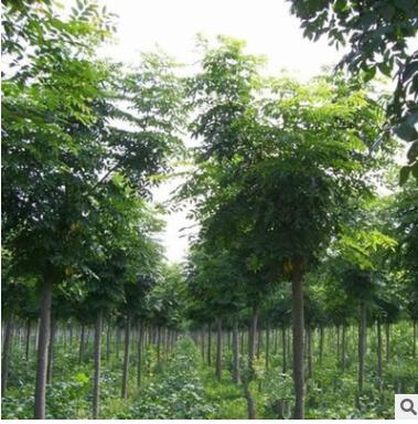 基地直銷黃山欒樹(shù)大樹(shù)苗 欒樹(shù)小苗 園林綠化工程行道樹(shù) 庭院植物