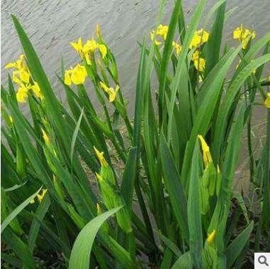 批發(fā)水生植物 黃菖蒲水生花卉菖蒲苗 黃花鳶尾
