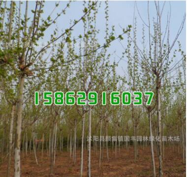 批發綠化工程苗木 法桐樹苗 法桐小苗 規格齊全 道路綠化