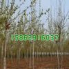 批發綠化工程苗木 法桐樹苗 法桐小苗 規格齊全 道路綠化