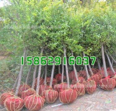 綠化工程小苗批發 金葉榆樹苗 優質中華金葉榆小苗 規格齊全