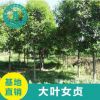 批發大葉女貞樹 高桿大葉女貞 行道樹工程綠化 基地直銷