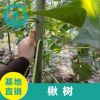 基地直銷 楸樹 楸樹樹苗批發 工程綠化苗木 量大優惠