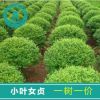 小葉女貞造型樹 園林綠化工程綠植批發