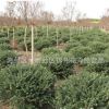 龜甲冬青球樹苗批發(fā)園林工程綠化苗木冬青球苗 行道綠籬龜甲冬青