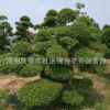 批發(fā)小葉女貞苗綠化苗木園林精品盆景量大從優(yōu)造型樹小葉女貞苗