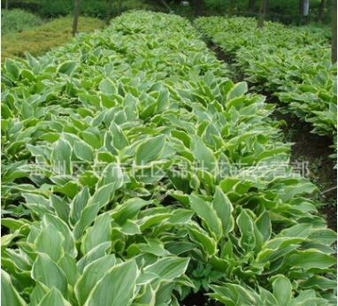 基地批發玉簪苗 宿根花卉 紫花玉簪小苗 庭院觀賞節慶組合玉簪