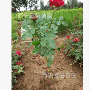 批發(fā)供應(yīng)四季玫瑰盆景 四季玫瑰盆栽 四季玫瑰 根系發(fā)達(dá)