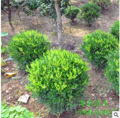 基地大量批發瓜子黃楊球 工程綠化用黃楊 品種多 規格齊全