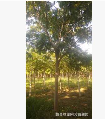 精品千頭椿樹可用于行道樹工程綠化等