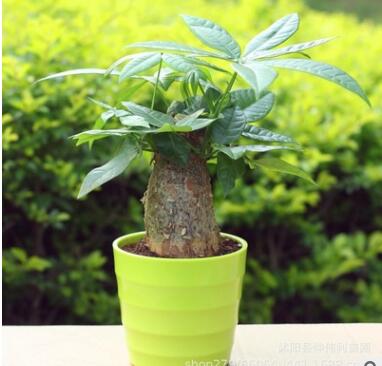 批發(fā)獨(dú)桿發(fā)財(cái)樹 室內(nèi)盆栽綠植 凈化空氣 水培土培招財(cái)樹 基地直銷