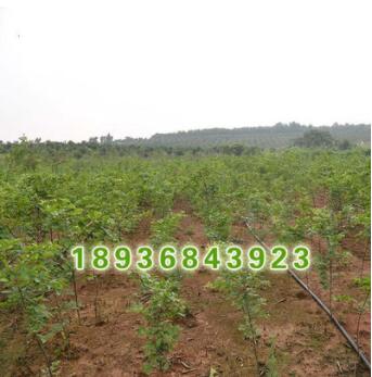 批發(fā)優(yōu)質(zhì)大規(guī)格樸樹(shù)小苗樸樹(shù)種子樸樹(shù)基地成活率榆科樸屬落葉喬木