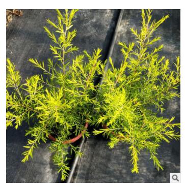 黃金香柳工程苗木盆栽室內綠化植物