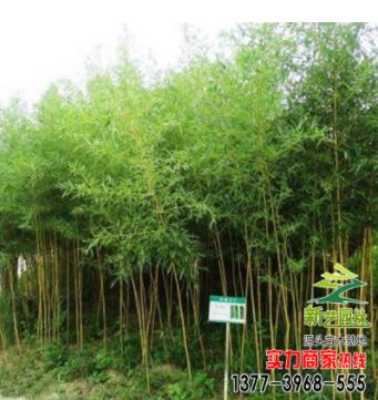 批發(fā)竹子 金鑲玉 四季竹 金絲竹 毛竹 工程 庭院綠化
