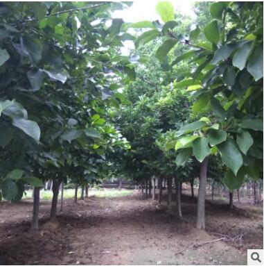 大量供應(yīng)各種規(guī)格玉蘭樹苗2-15公分紅色玉蘭樹黃色玉蘭樹白色玉蘭