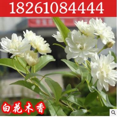 批發爬藤類植物七里香木香花黃花木香飄香七里濃香型當年開花8年