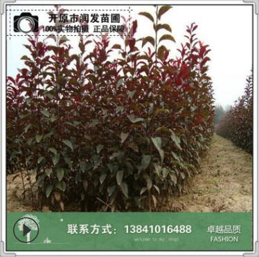 東北苗圃 綠化叢生形80cm護(hù)坡綠化灌木紅葉李 杯苗