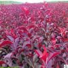 遼寧開原苗圃密植紅葉李小苗.密植紅葉李容器苗 密植紅葉李綠籬