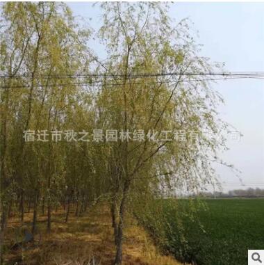 垂柳樹苗批發(fā) 庭院觀賞植物 行道樹 園林綠化樹木 規(guī)格齊全