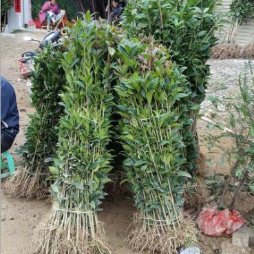 產地 桂花樹八月桂花 八月桂花樹苗 金桂 丹桂 品種多樣