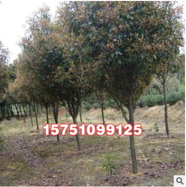 供應綠化苗木 紅葉石楠 紅葉石楠球 獨桿紅葉石楠各種規格