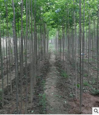 杜仲樹苗 1-8公分綠化行道樹小苗公園