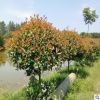紅葉石楠球 彩色綠化苗木 紅葉石楠基地 精品紅葉石楠球