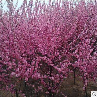 批發榆葉梅樹苗綠化苗木庭院盆栽花卉精品盆景嫁接榆葉梅