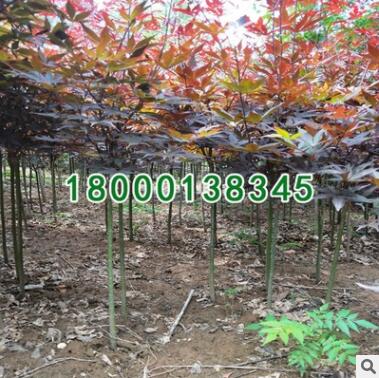 基地批發紅楓樹苗新品種 赤楓綠化工程小苗 中國紅楓