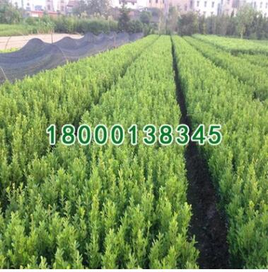 批發瓜子黃楊小苗 小葉黃楊球苗 規格齊全 黃楊工程苗