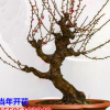 批發(fā)四季梅花開花 紅梅苗 素心梅臘梅樹烏梅小苗南北方種植苗盆栽