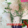 批發(fā)基地金彈子小苗 金蛋子樹苗 丁當(dāng)子苗盆栽 當(dāng)年結(jié)果盆景種子