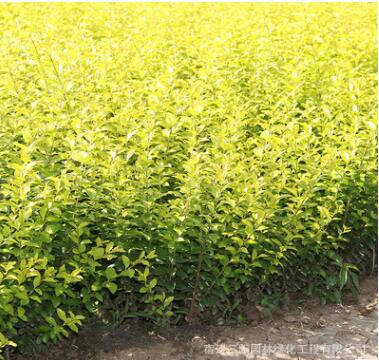 基地批發(fā)金葉女貞 黃葉女貞 金葉女貞球 小區(qū)公園色塊專用