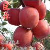 樹苗批發(fā) 巨森蘋果苗 產(chǎn)量高味濃汁多有香氣 抗病耐寒果農(nóng)主栽