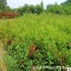 紅王子錦帶苗批發 工程綠化園林觀花植物 耐寒耐旱苗木