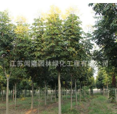 批發(fā)綠化苗木欒樹樹苗 優(yōu)質(zhì)防護(hù)樹黃山欒樹苗 北京欒樹