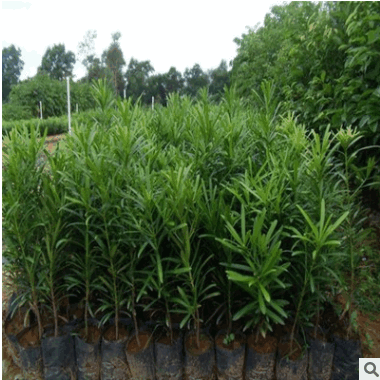 供應羅漢松盆栽小苗 各種規格 量大優惠