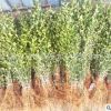 批發果園防護用苗 自枳蛋子苗 臭枳殼 砧木用苗