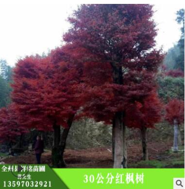 紅楓樹 30公分紅楓樹 護坡綠化 濕地綠化 紅楓樹苗