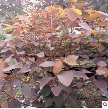 廠家直銷紅葉烏桕批發苗木量大從優