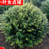 批發小葉女貞球 女貞球 園林景觀風景樹小葉女貞精球農戶直銷
