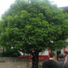 八月桂花樹 出售桂花樹 單桿桂花樹價格 桂花樹8-30公分