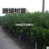 批發(fā)珊瑚樹/法國冬青 樹形好優(yōu)美健壯成苗活率高