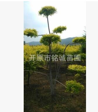 長期批發經銷優質金葉榆造型公園景觀綠化樹廠區單位別墅園區美化